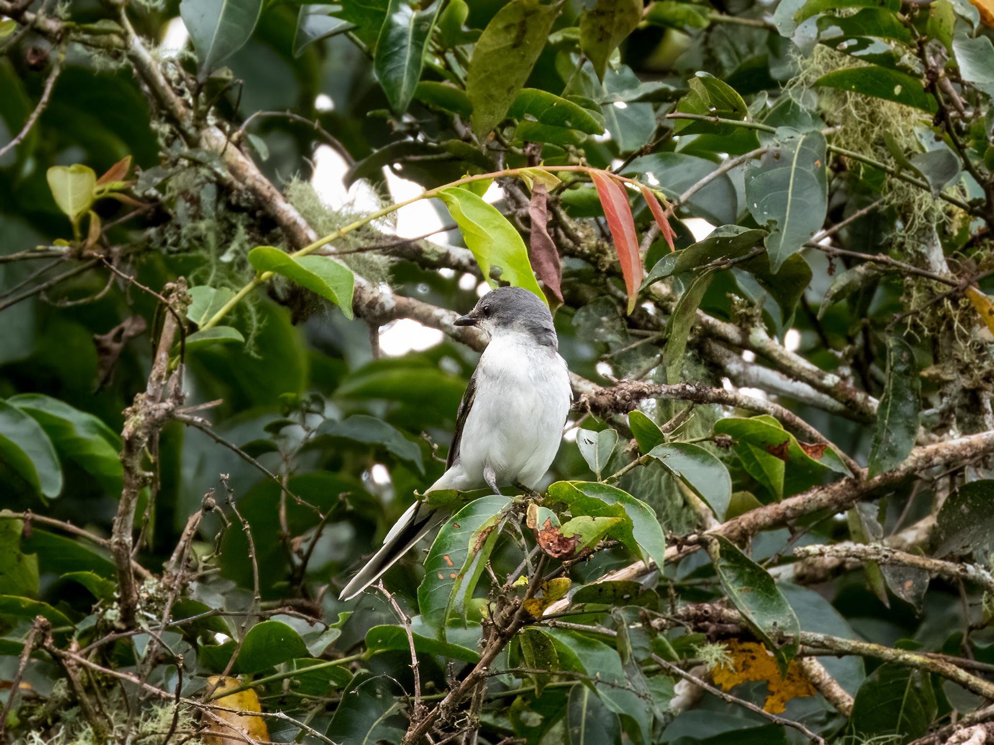 Ashy Minivet (Pericrocotus divaricatus), photo 4