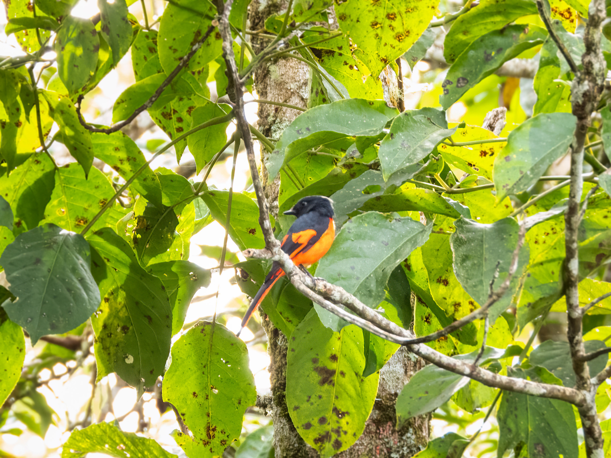 Sunda Minivet (Pericrocotus miniatus), photo 2