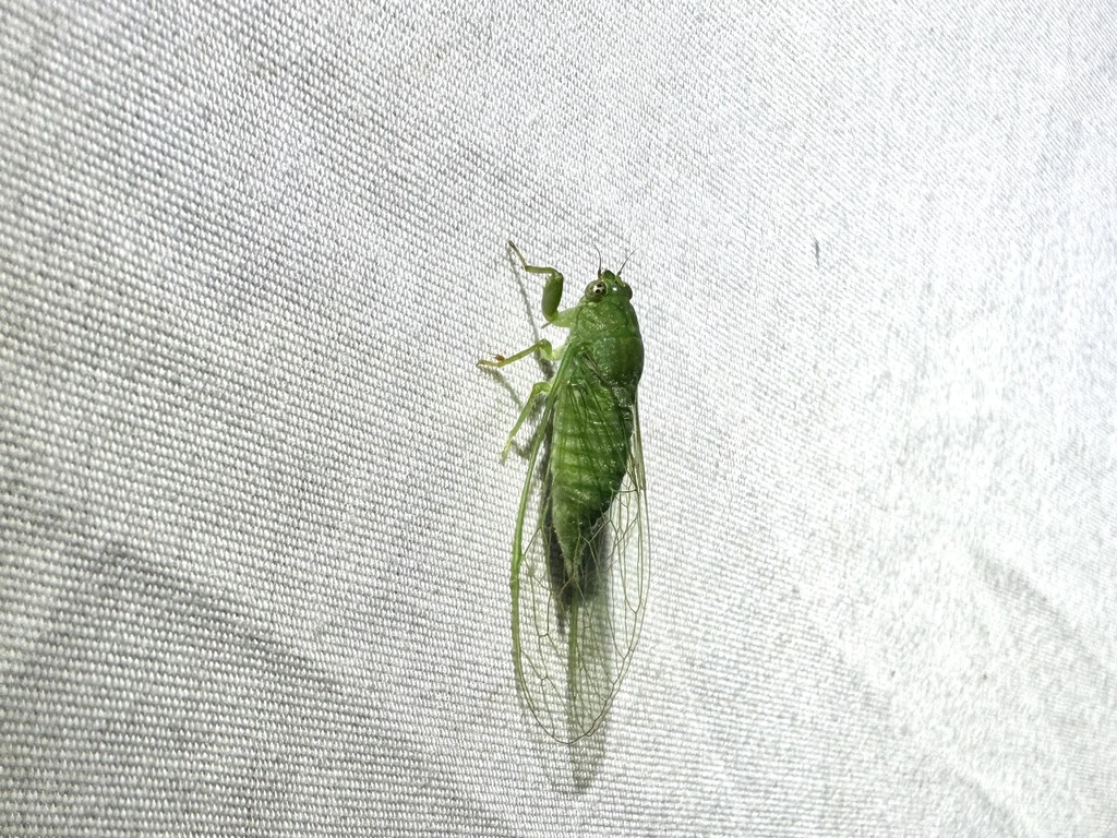 Muda virguncula (Muda virguncula)