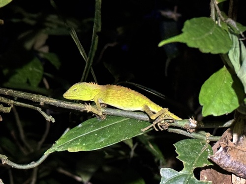 Bronchocela cristatella observed 2026-01-19