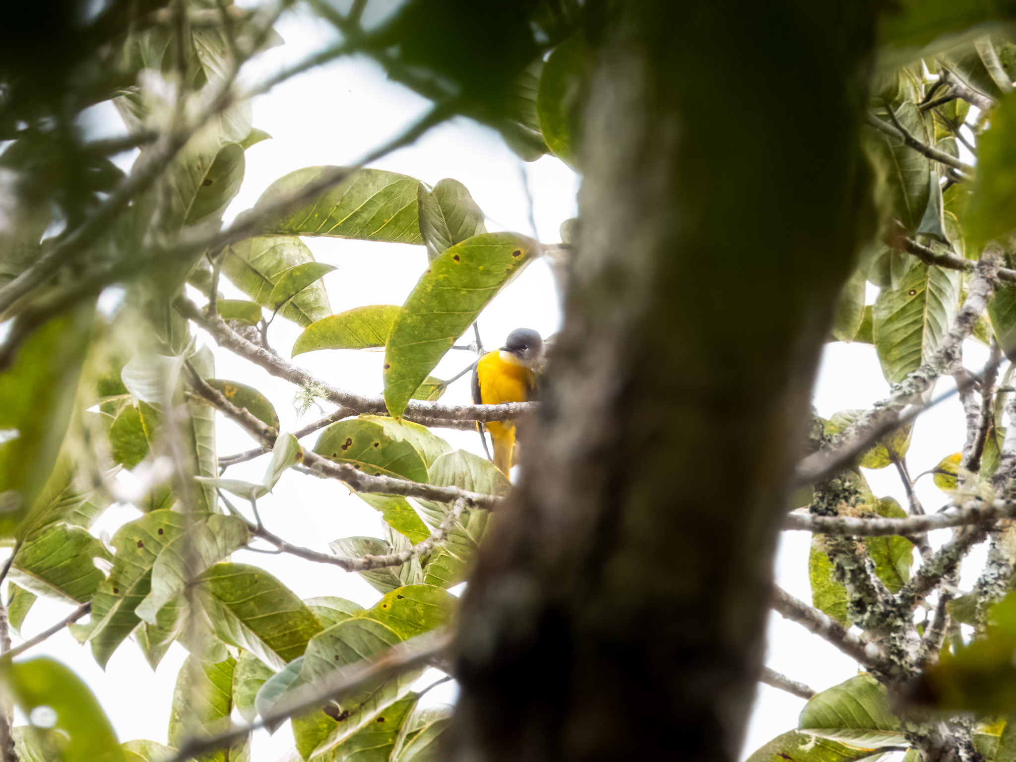 Grey-chinned Minivet (Pericrocotus solaris), photo 5