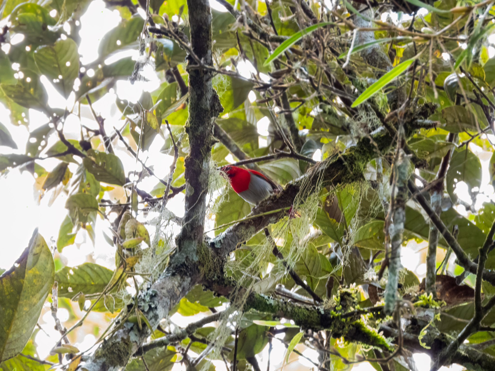 Temminck's Sunbird (Aethopyga temminckii), photo 4