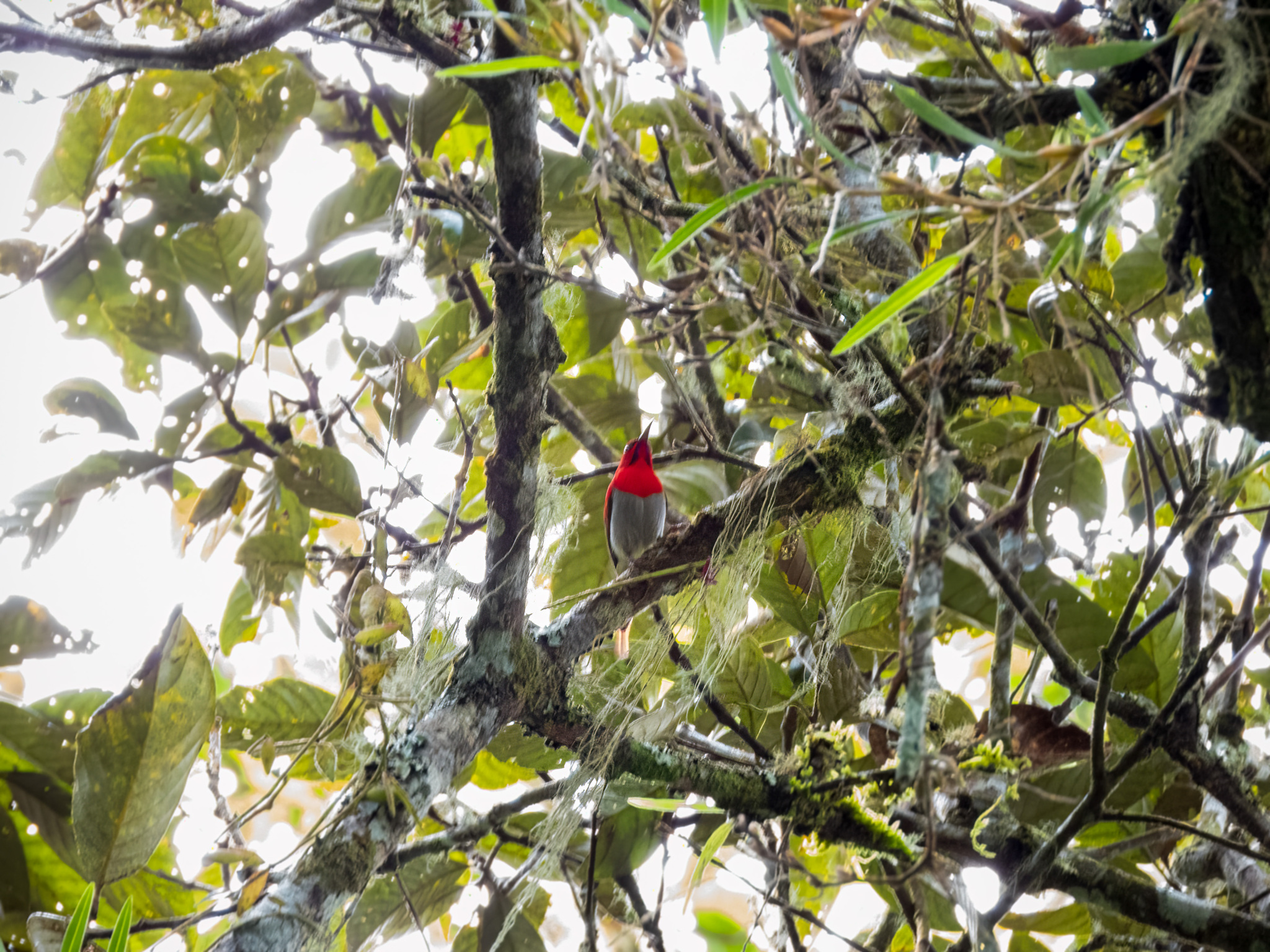 Temminck's Sunbird (Aethopyga temminckii), photo 3