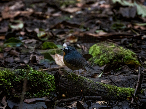 Snowy-browed Flycatcher (Ficedula hyperythra), photo 5