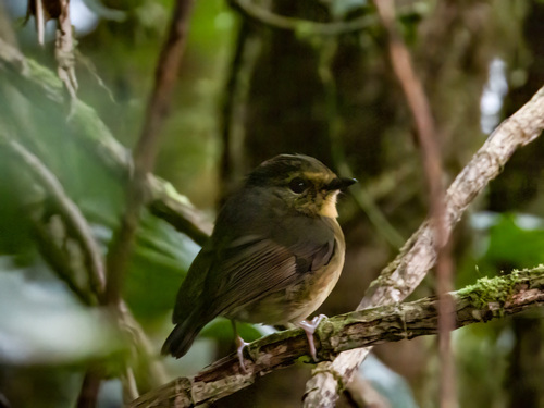 Snowy-browed Flycatcher (Ficedula hyperythra), photo 6