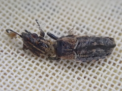 Rhypodes