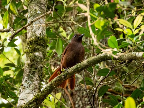 Brown-winged Whistling Thrush (Myophonus castaneus), photo 6