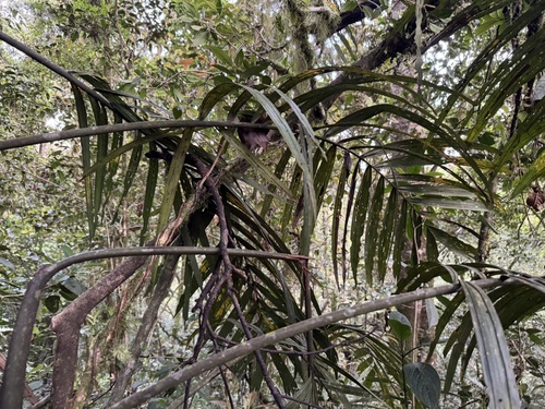 Pinanga coronata, photograph 3