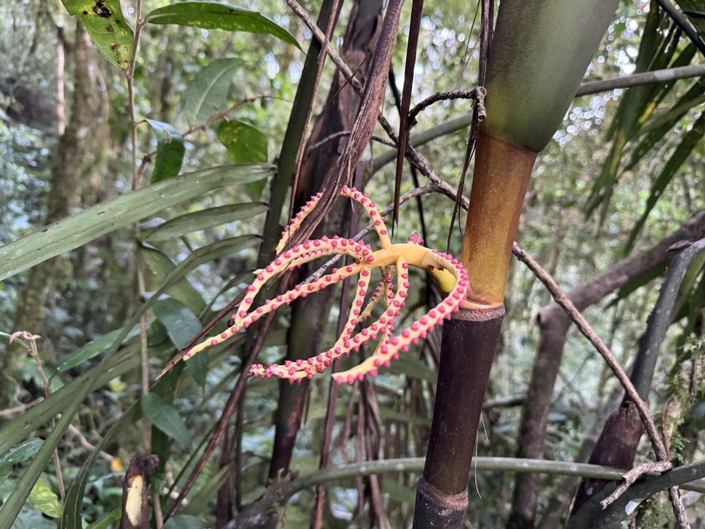 Pinanga coronata; photograph (c) Jason Alexander, some rights reserved (CC BY)