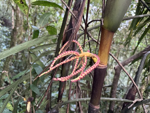 Ivory Cane Palm (Pinanga coronata)