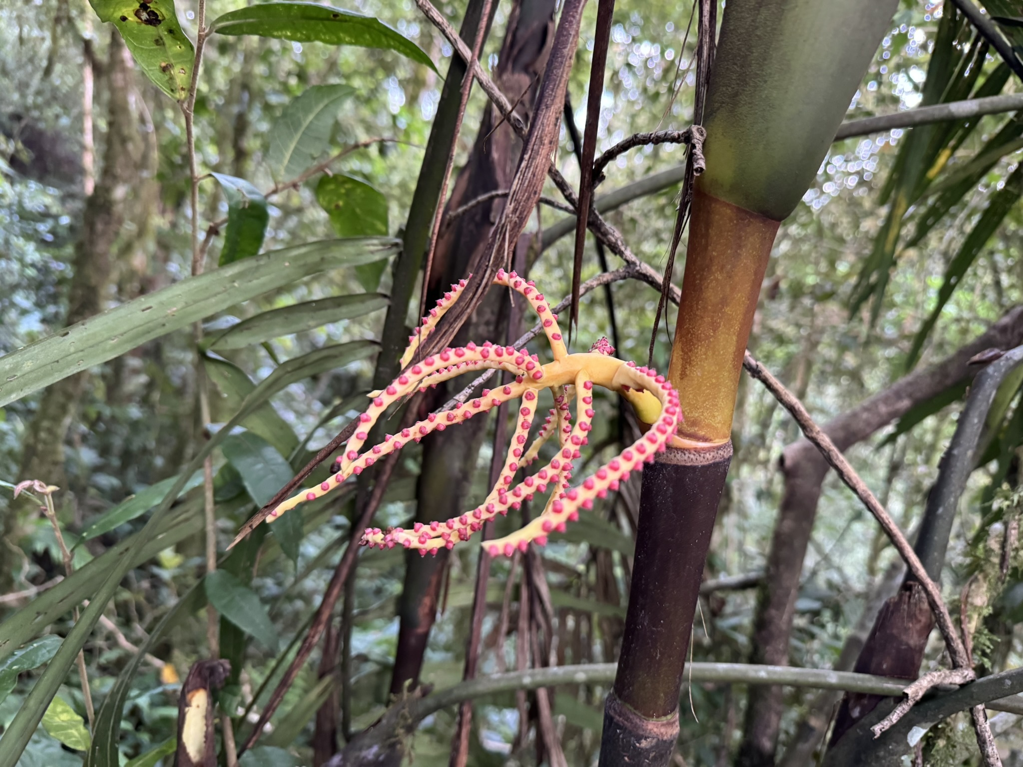 Pinanga coronata