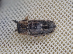 Rhypodes