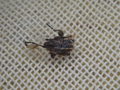 Rhypodes