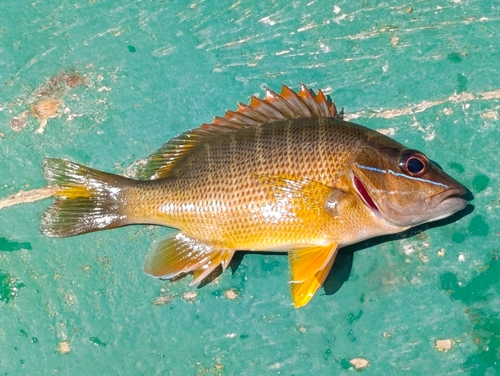 Lutjanus jocu