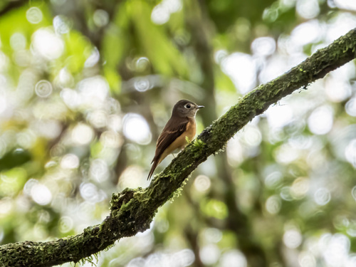 Ferruginous Flycatcher (Muscicapa ferruginea), photo 2