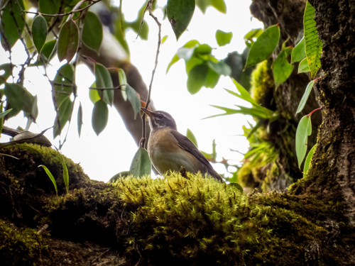 Eyebrowed Thrush (Turdus obscurus), photo 7