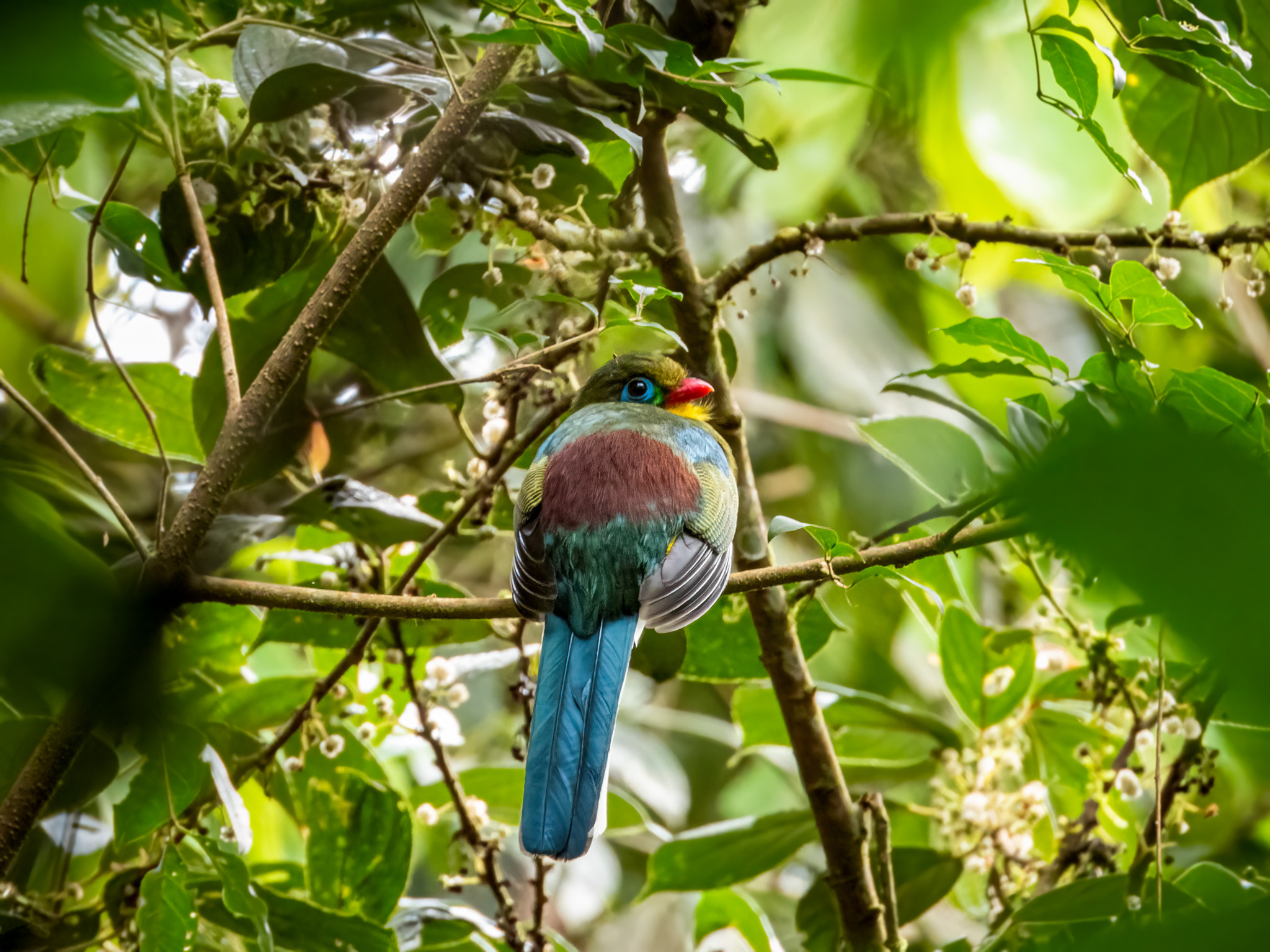 Sumatran Trogon (Apalharpactes mackloti), photo 10