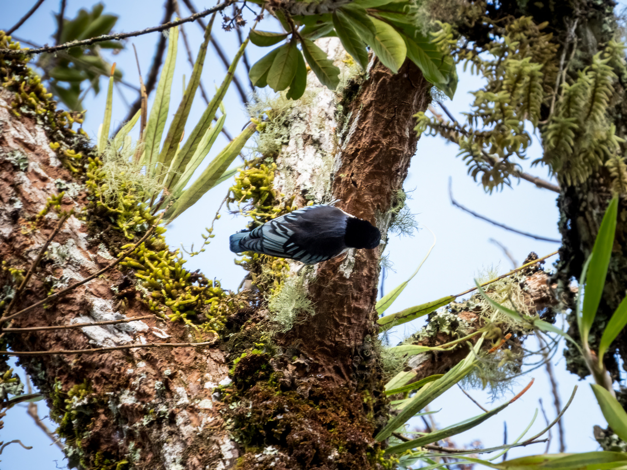 Blue Nuthatch (Sitta azurea), photo 3