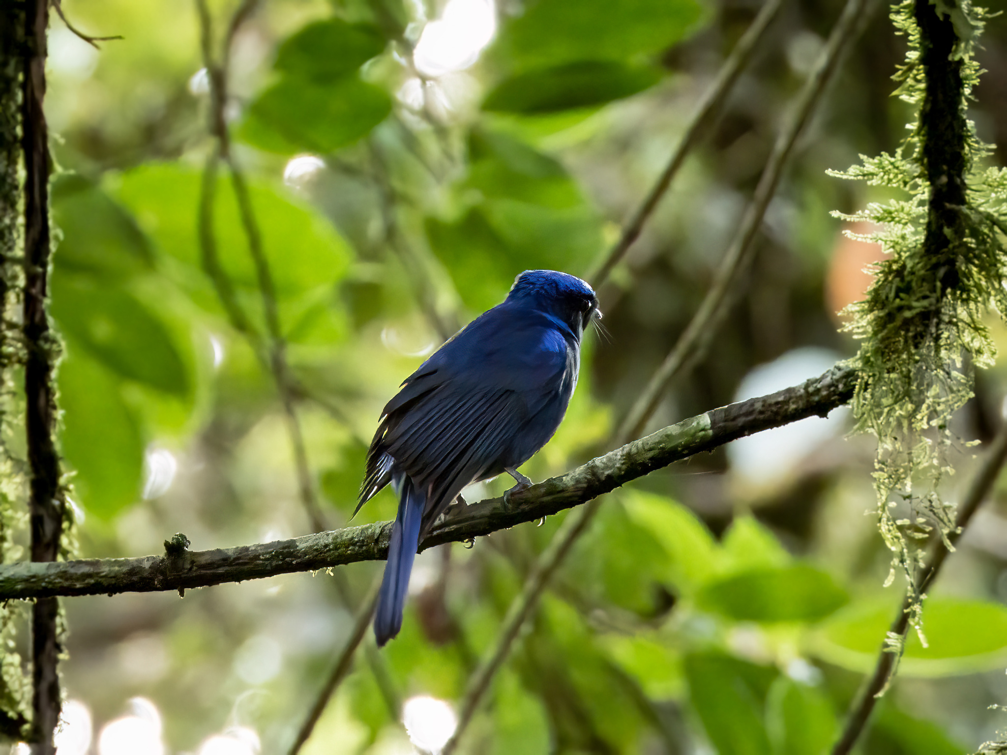 Large Niltava (Niltava grandis), photo 5