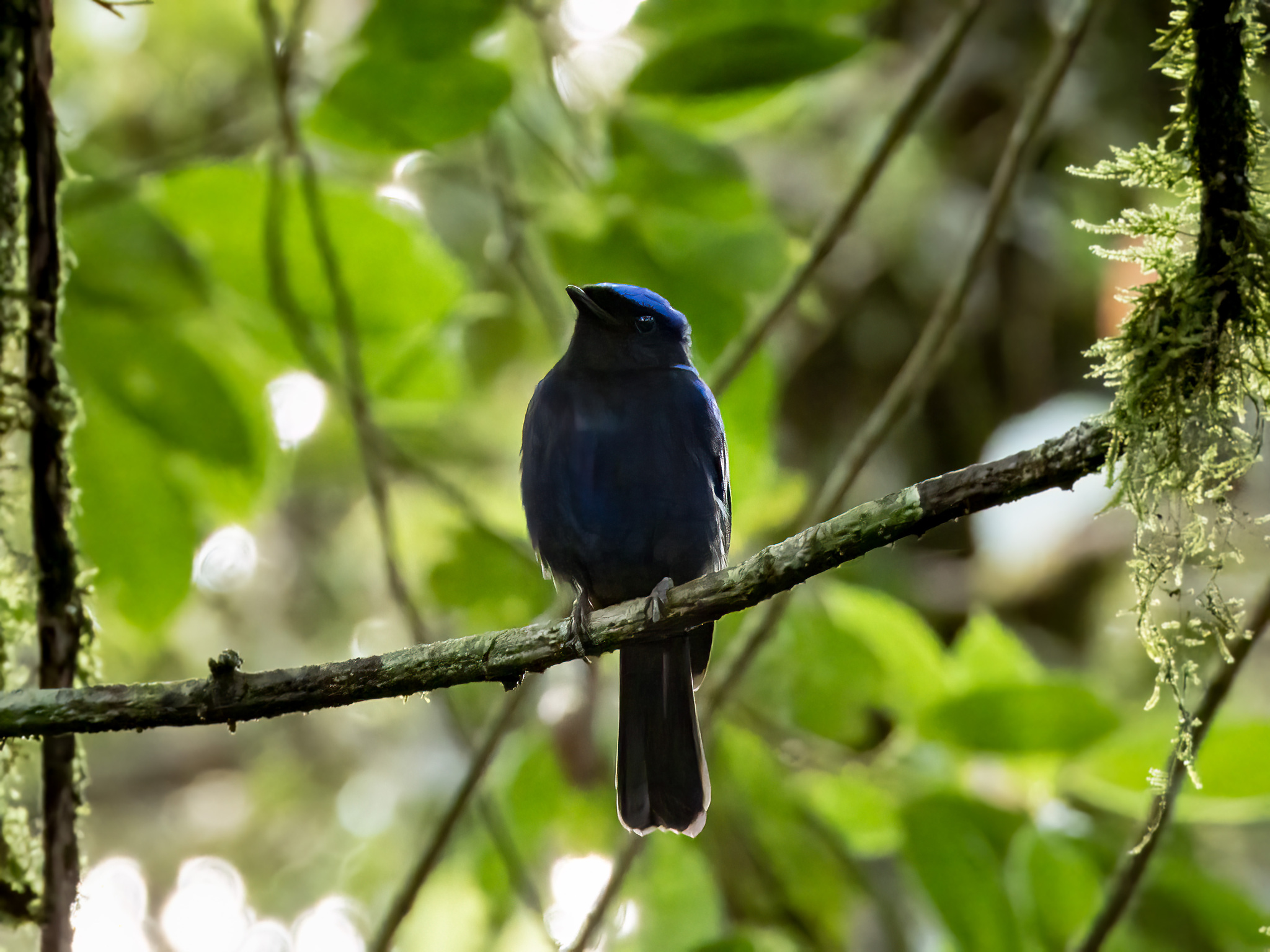 Large Niltava (Niltava grandis), photo 4
