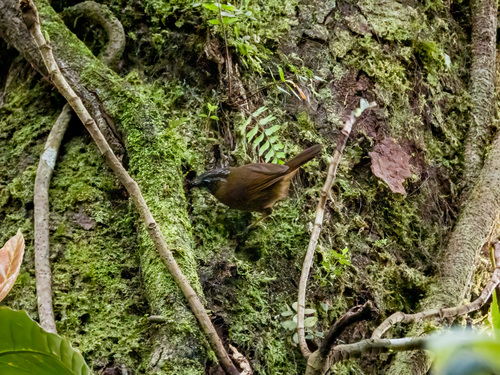 Grey-throated Babbler (Stachyris nigriceps), photo 6
