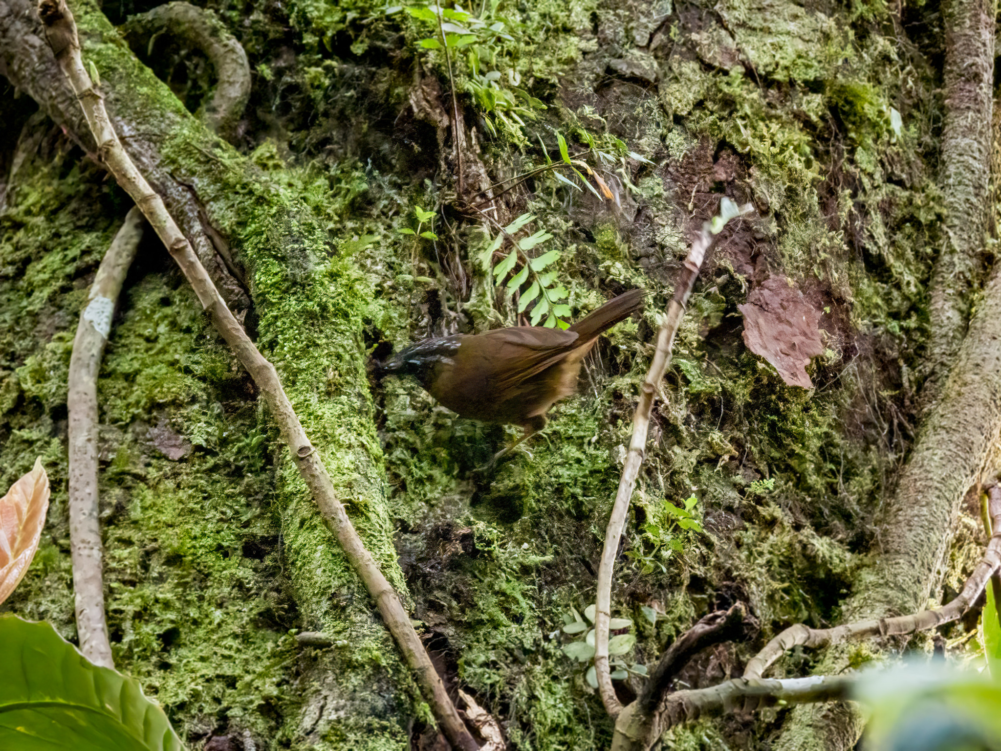 Grey-throated Babbler (Stachyris nigriceps), photo 9
