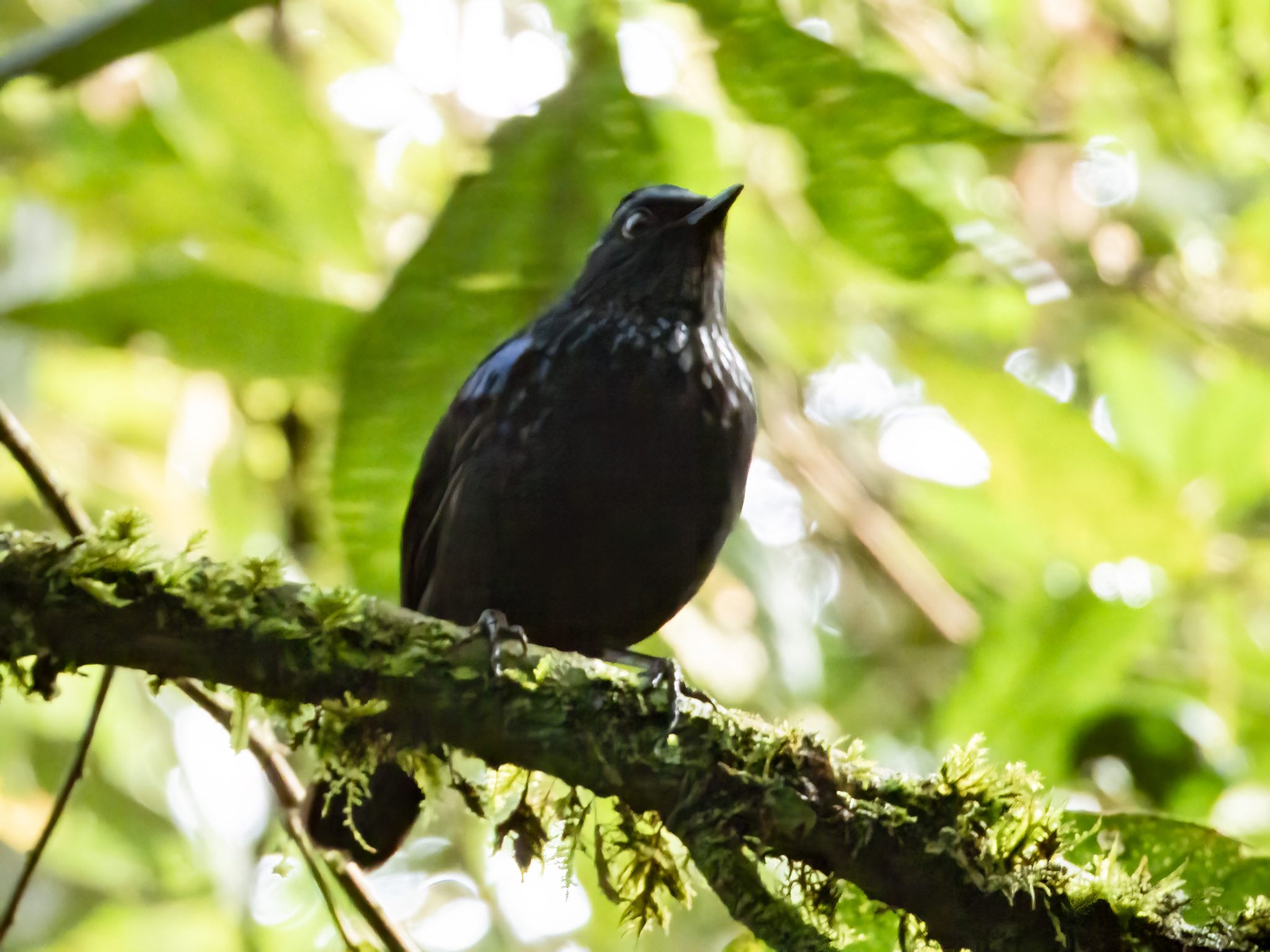 Shiny Whistling Thrush (Myophonus melanurus), photo 3