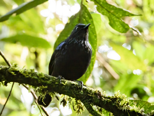 Shiny Whistling Thrush (Myophonus melanurus), photo 2