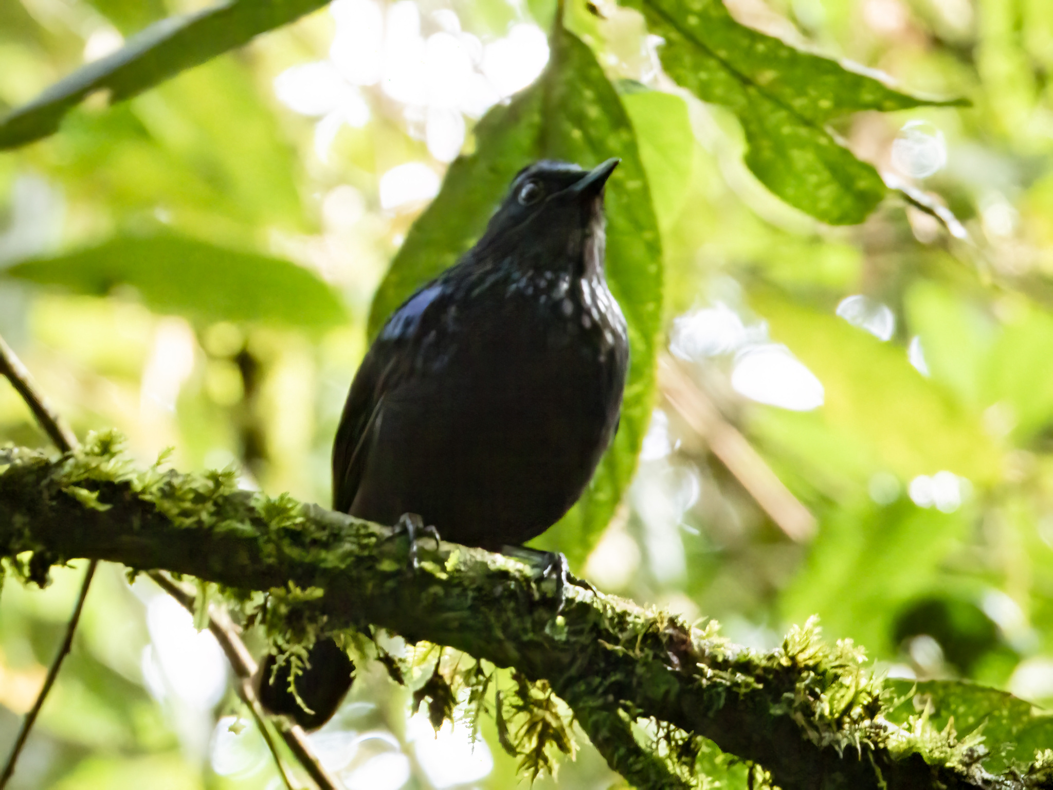 Shiny Whistling Thrush (Myophonus melanurus), photo 2