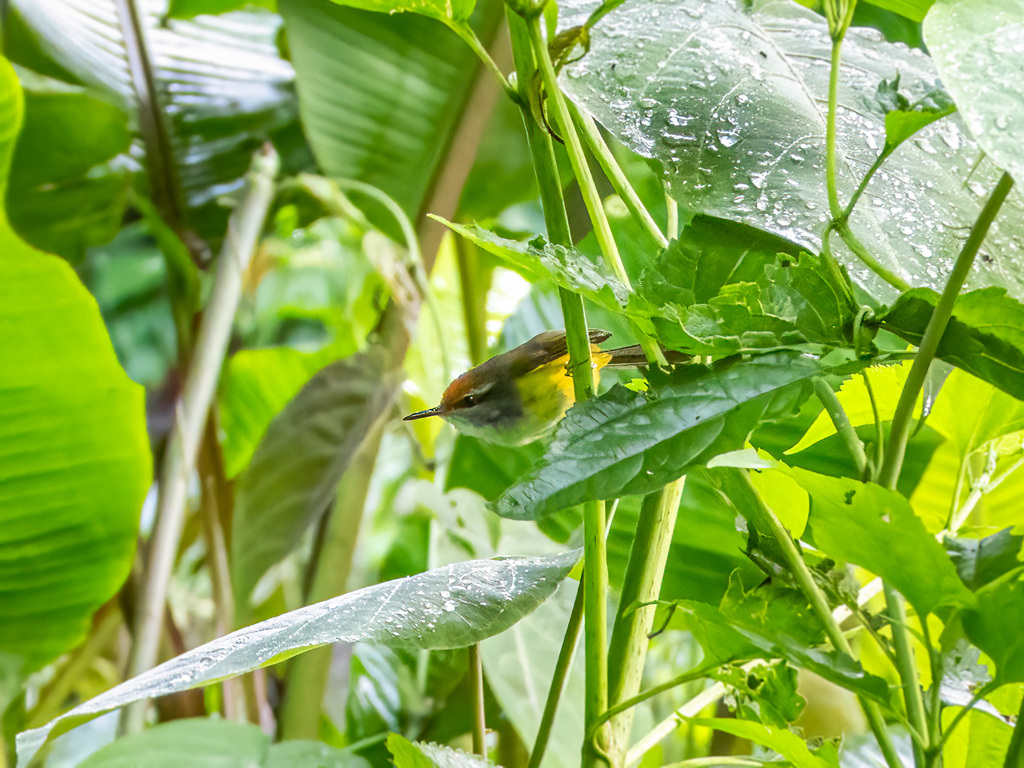Mountain Tailorbird (Phyllergates cuculatus)