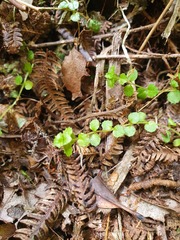 Epilobium pedunculare