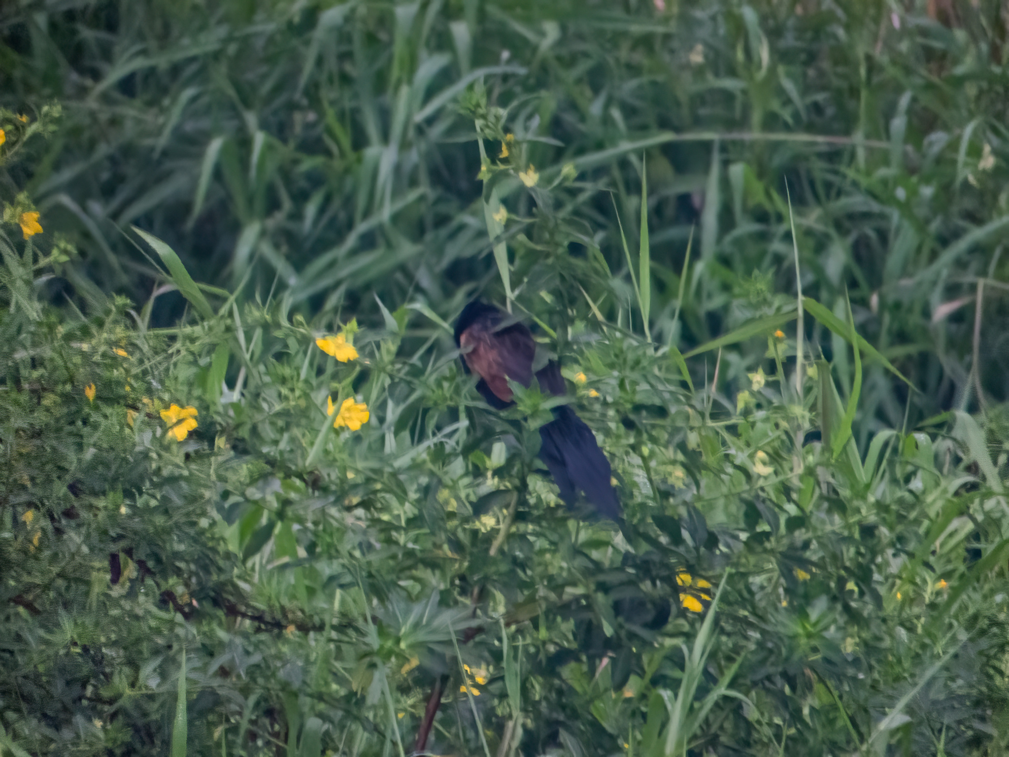 Lesser Coucal (Centropus bengalensis), photo 5