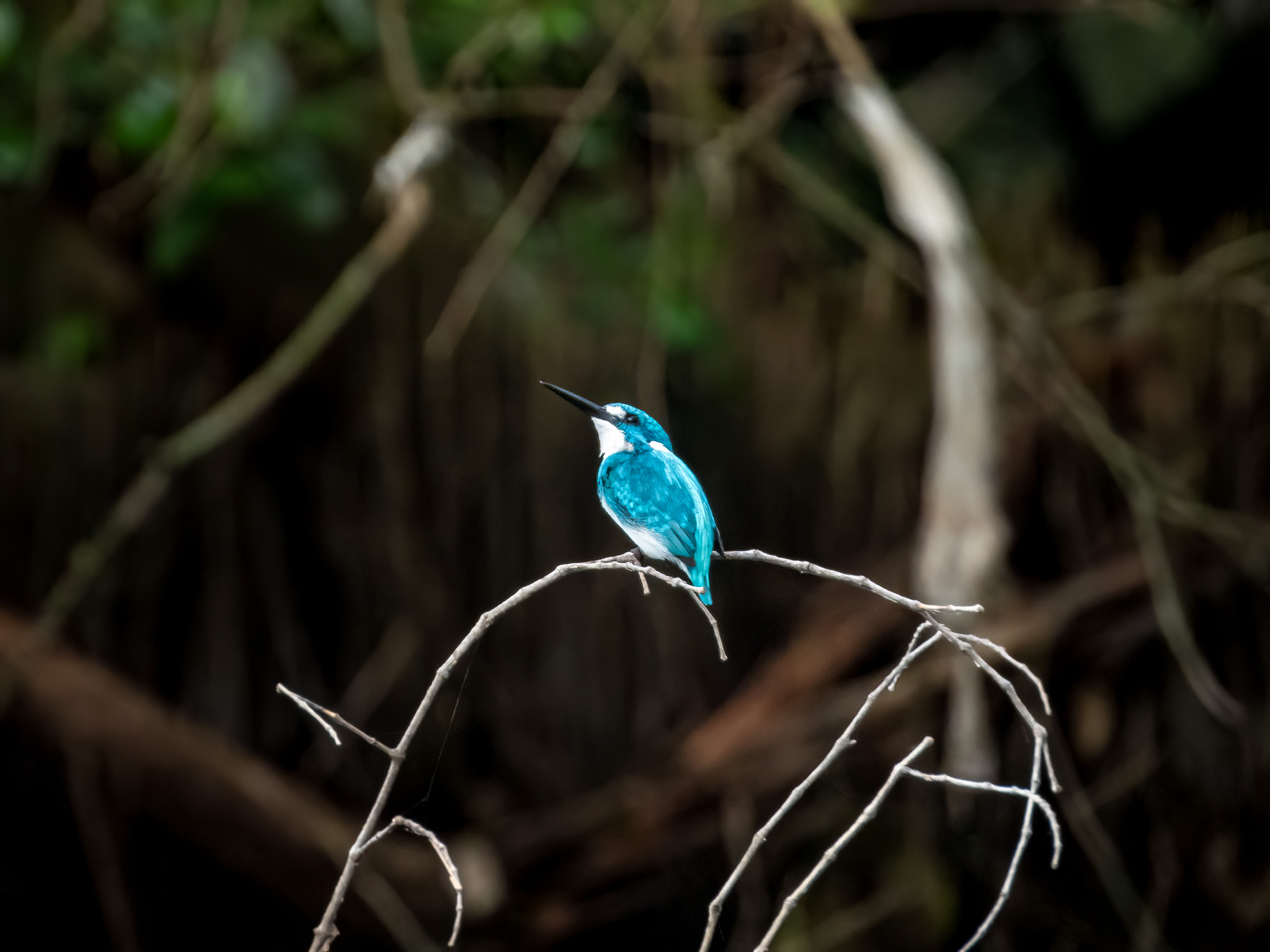Cerulean Kingfisher (Alcedo coerulescens), photo 6