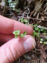 Epilobium pedunculare