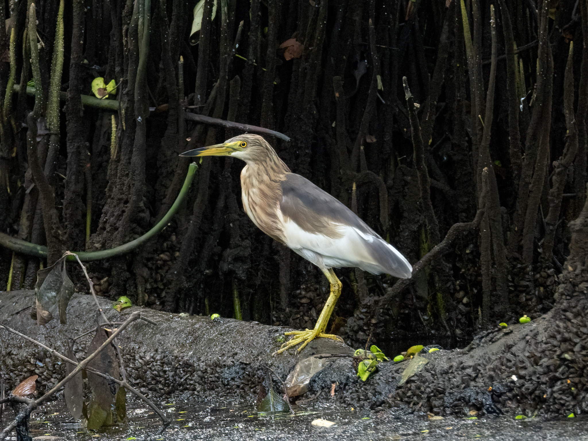 Javan Pond Heron (Ardeola speciosa), photo 3