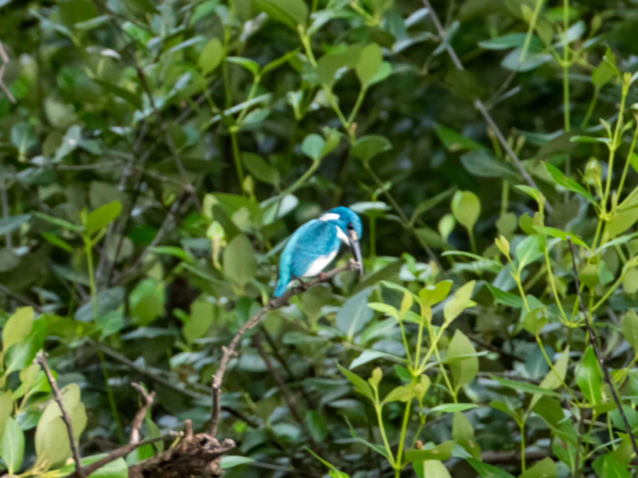 Cerulean Kingfisher (Alcedo coerulescens), photo 7