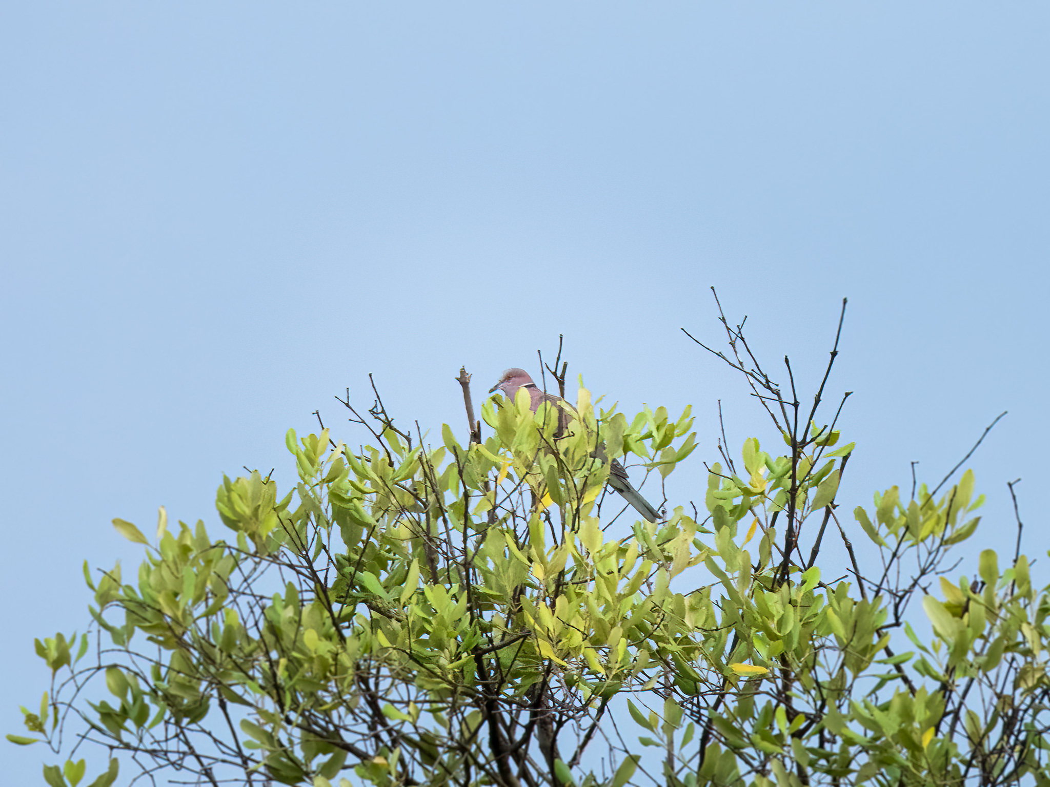 Sunda Collared Dove (Streptopelia bitorquata), photo 4
