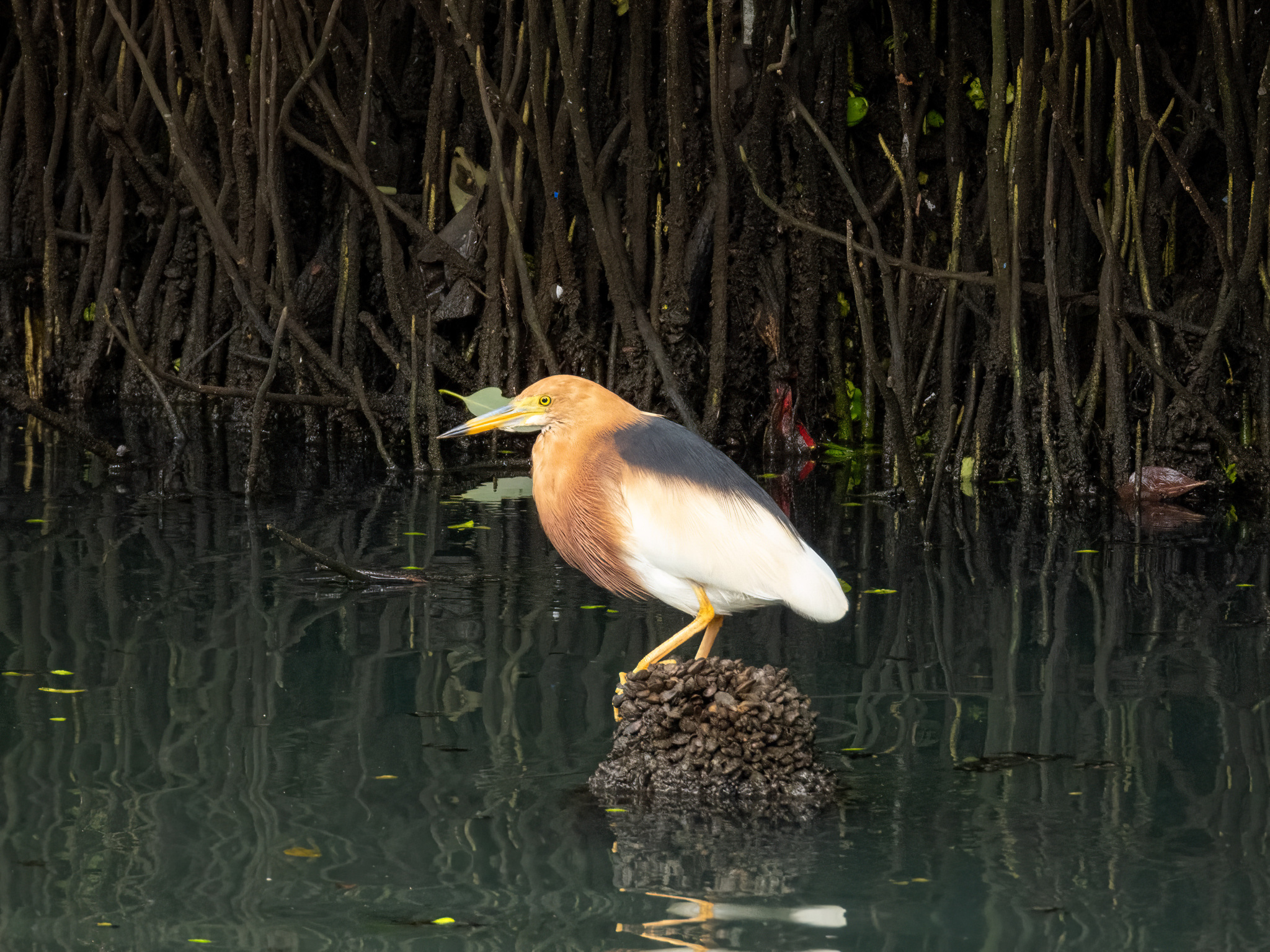 Javan Pond Heron (Ardeola speciosa), photo 4