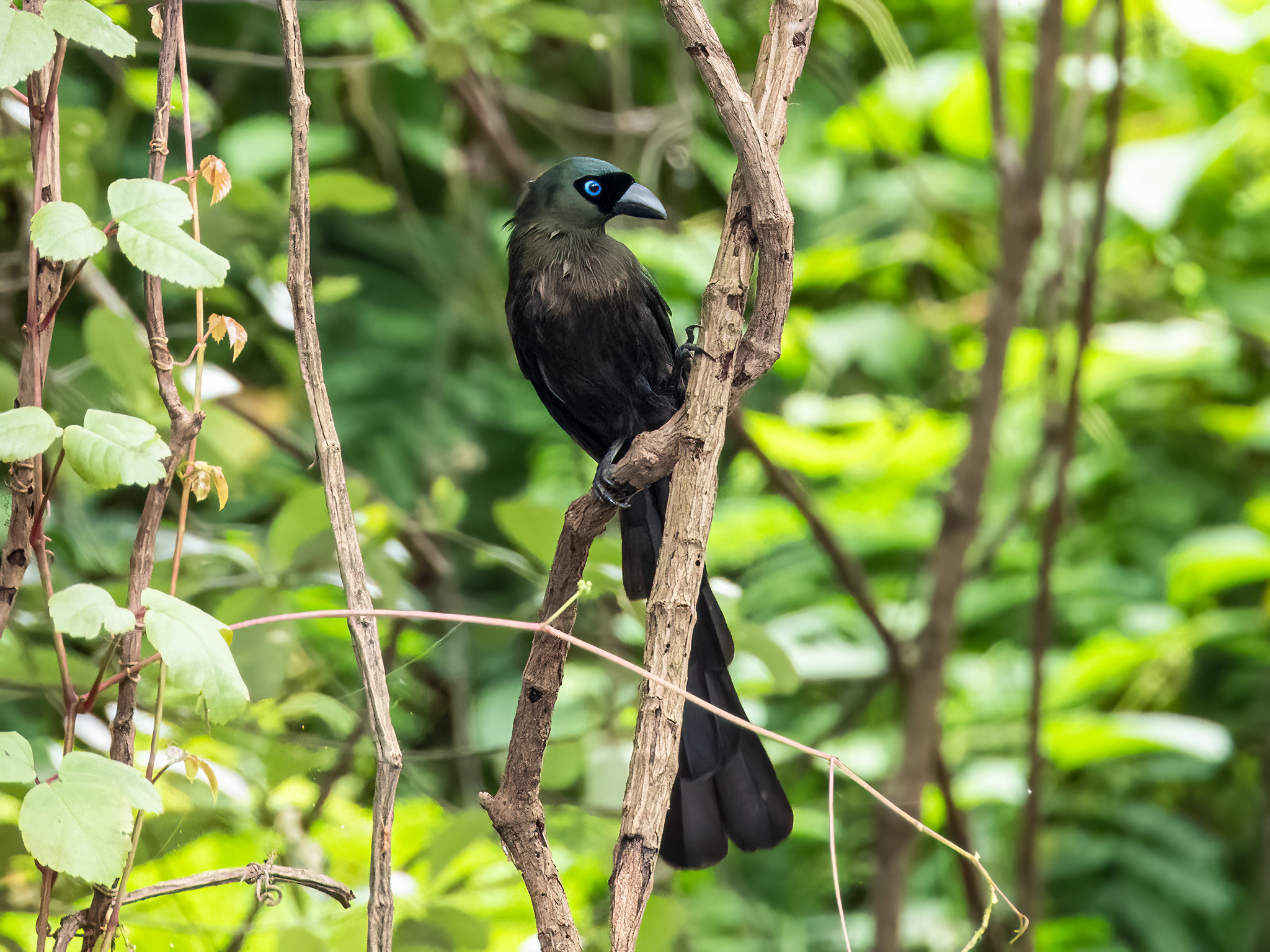 Racket-tailed Treepie (Crypsirina temia), photo 6
