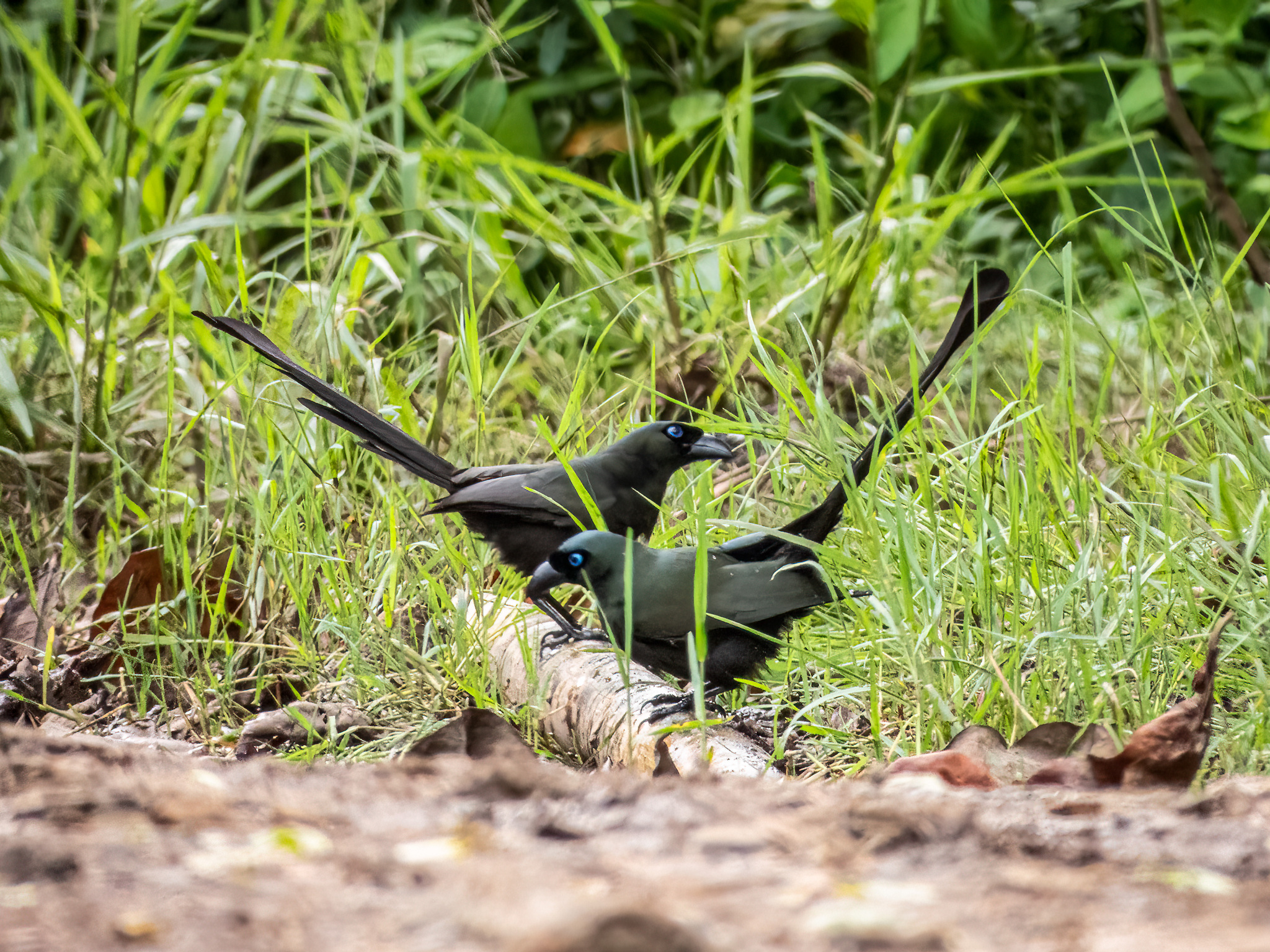 Racket-tailed Treepie (Crypsirina temia), photo 8