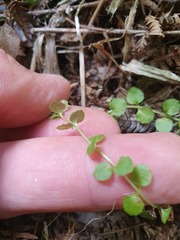 Epilobium pedunculare