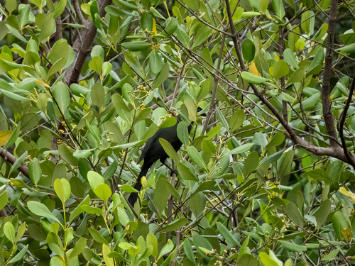 Racket-tailed Treepie (Crypsirina temia), photo 5