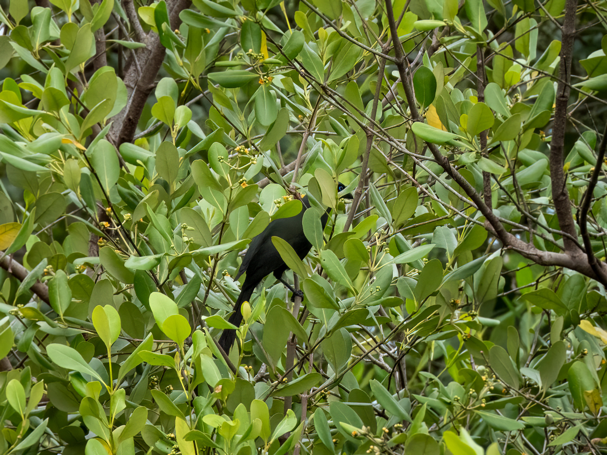 Racket-tailed Treepie (Crypsirina temia), photo 7