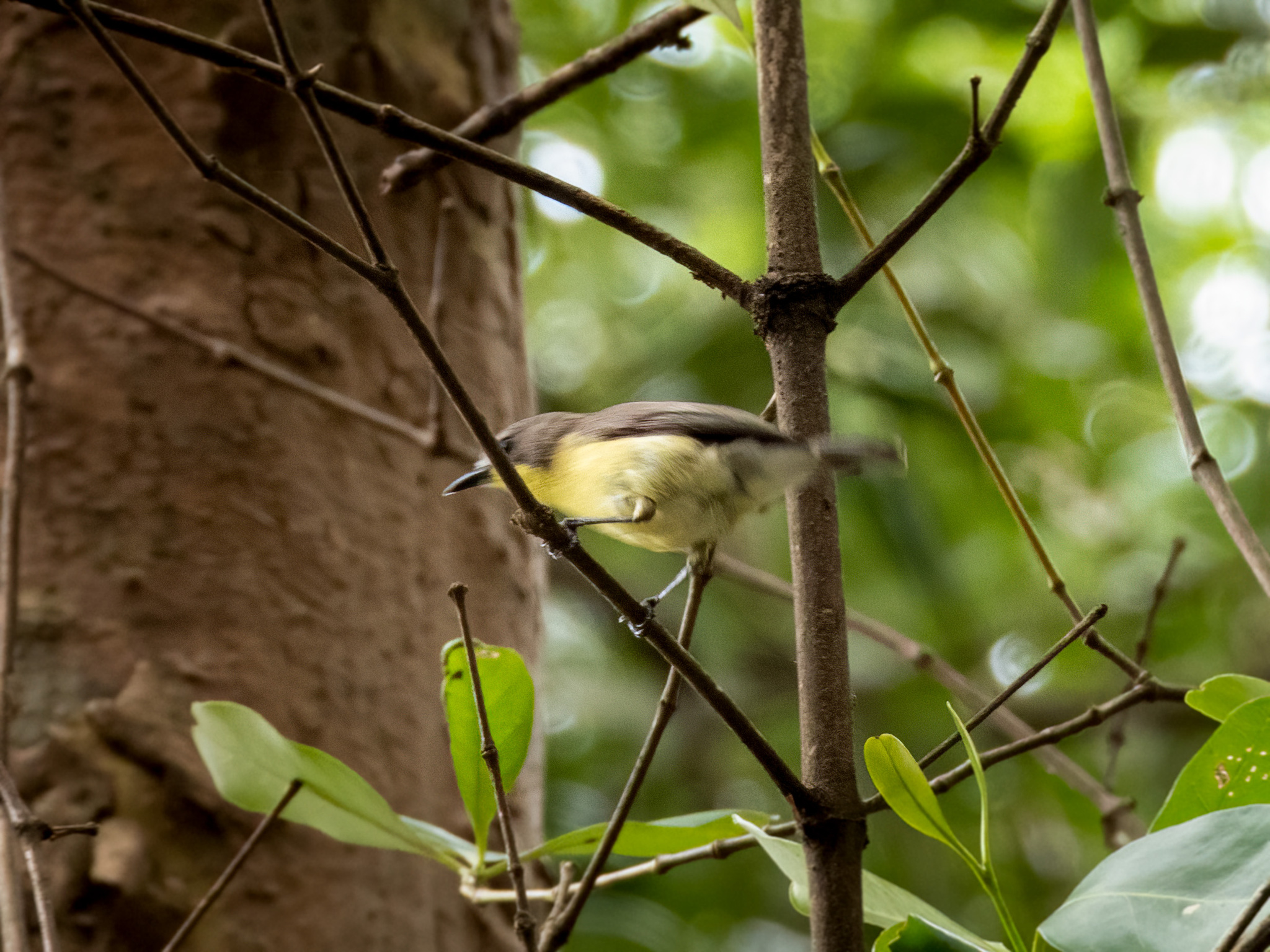 Golden-bellied Gerygone (Gerygone sulphurea), photo 10