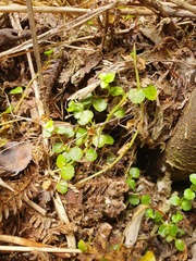 Epilobium pedunculare