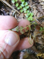 Epilobium pedunculare