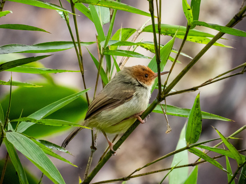 Olive-backed Tailorbird (Orthotomus sepium), photo 2