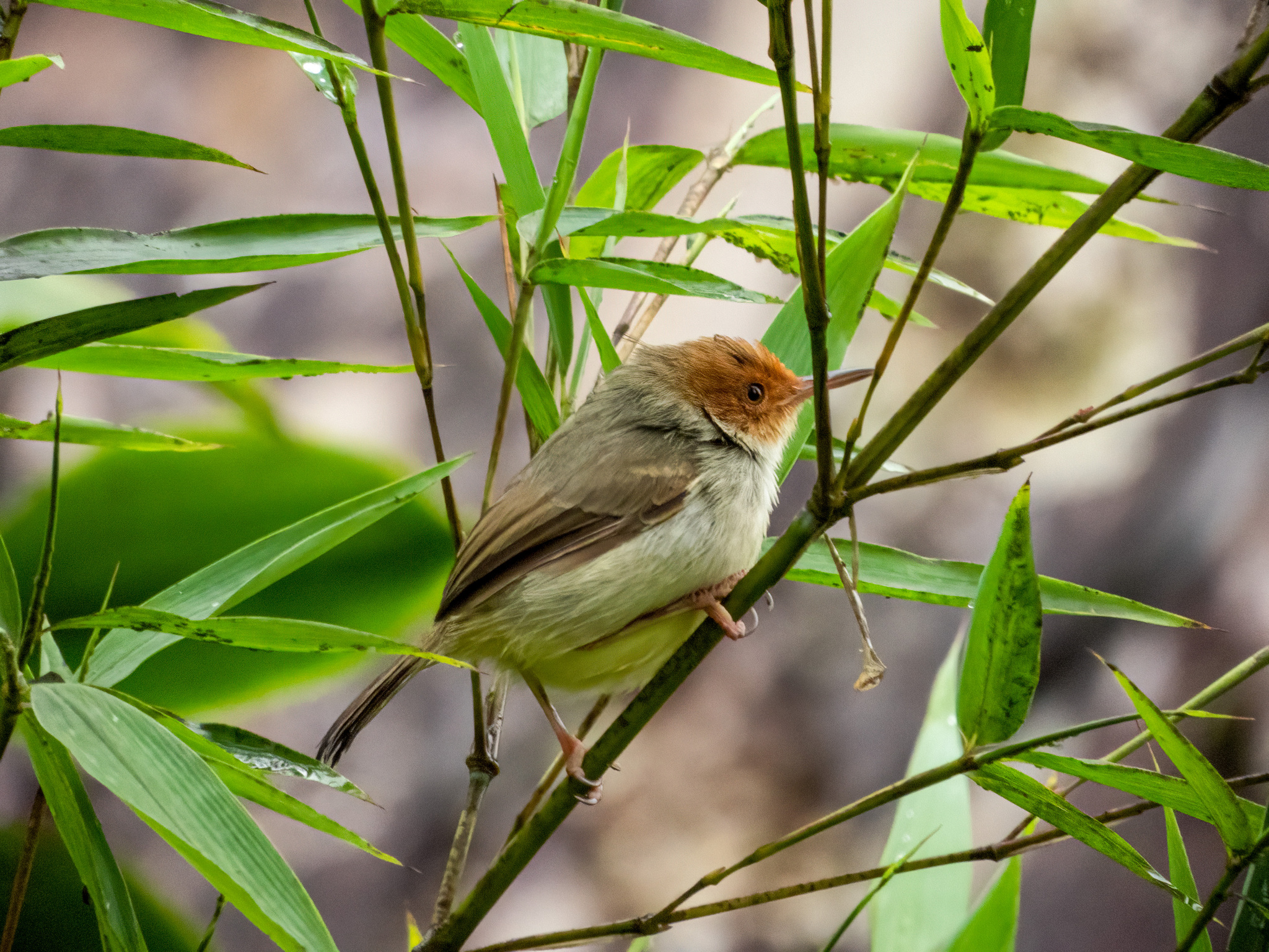 Olive-backed Tailorbird (Orthotomus sepium), photo 2