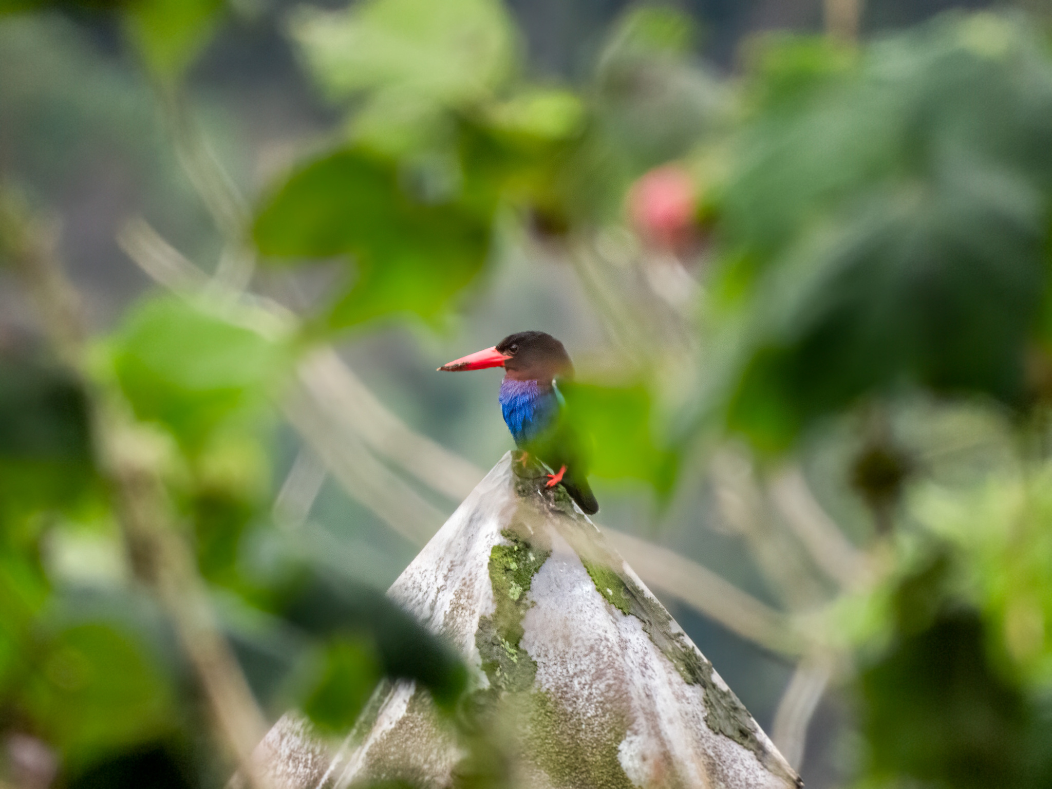 Javan Kingfisher (Halcyon cyanoventris), photo 8