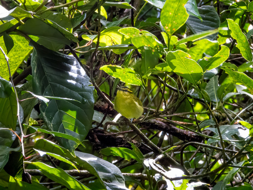 Mountain Leaf Warbler (Phylloscopus trivirgatus), photo 3